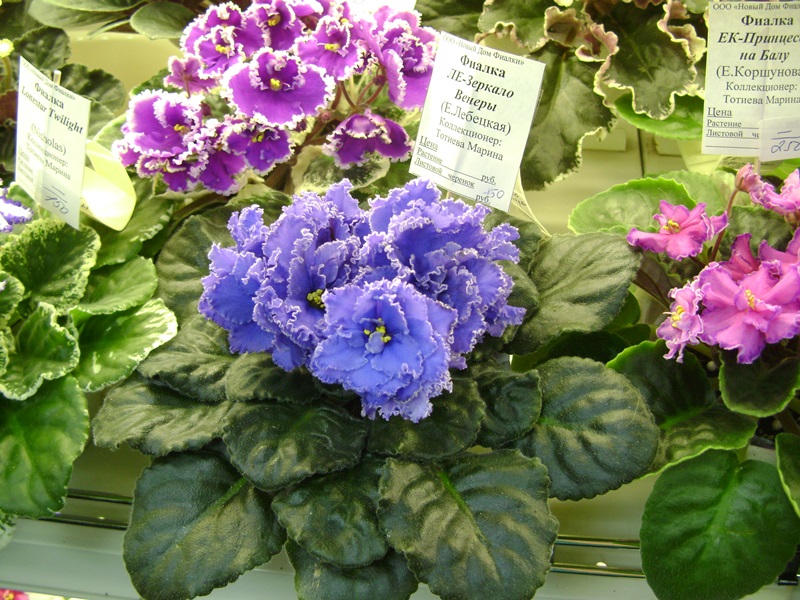 DSC07106ф.JPG