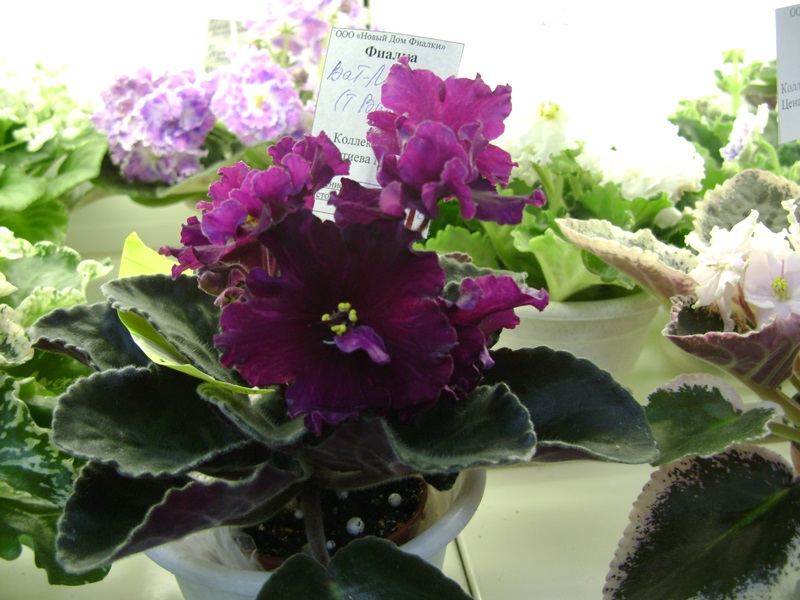 DSC07107ф.JPG