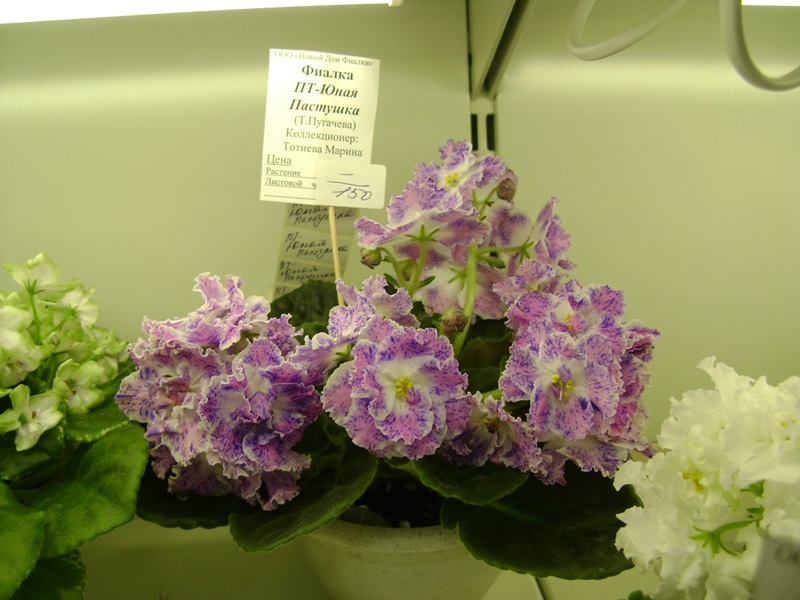 DSC07108ф.JPG