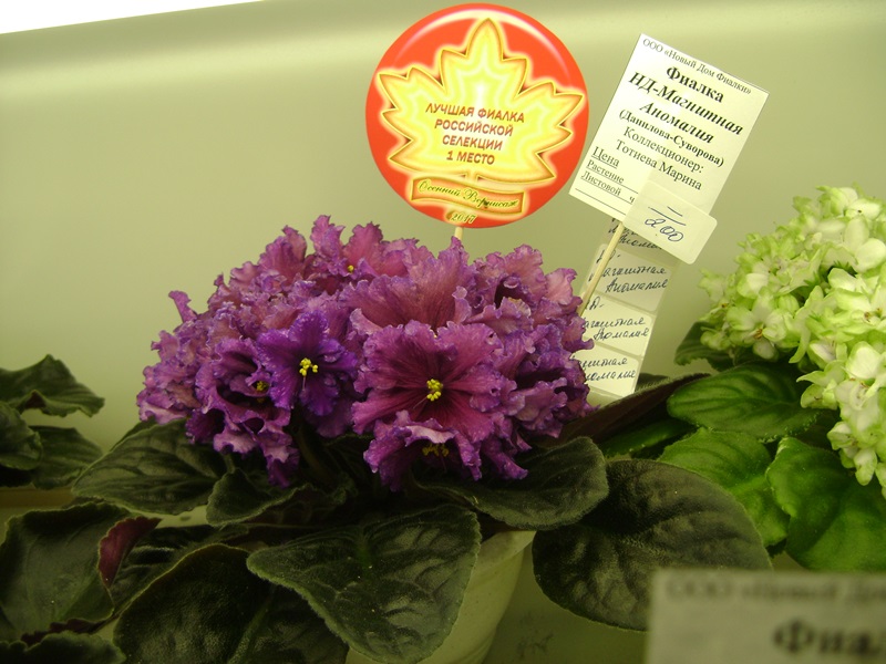 DSC07109ф.JPG