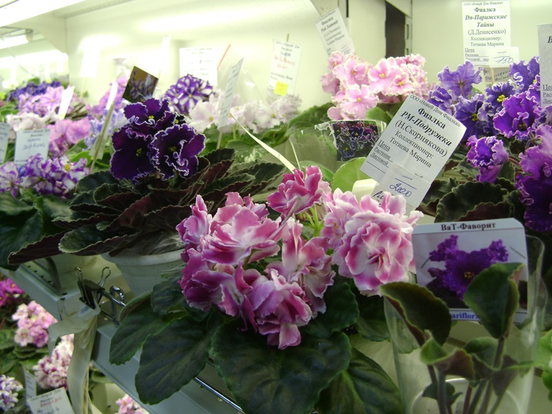 DSC07110ф.JPG