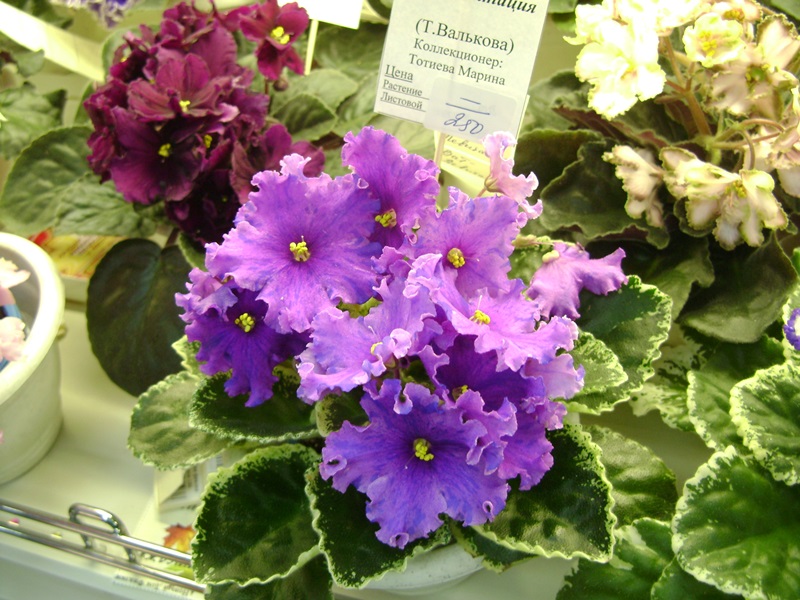 DSC07111ф.JPG