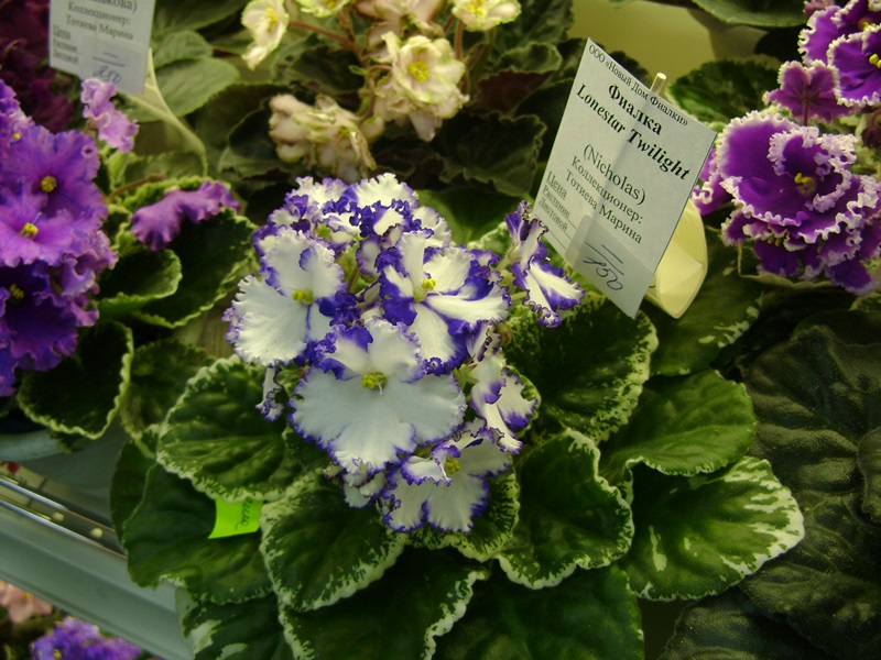 DSC07112ф.JPG