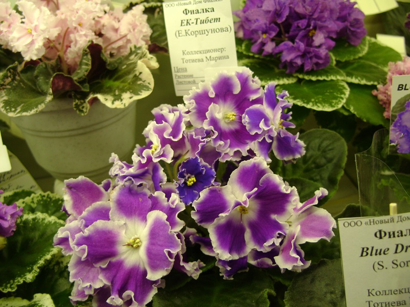 DSC07114ф.JPG