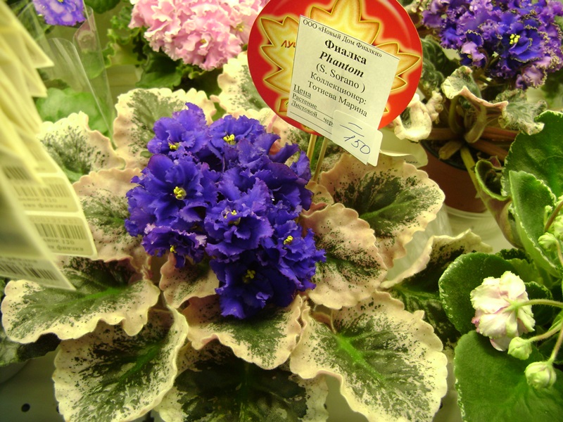 DSC07115ф.JPG