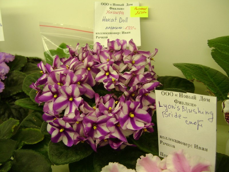 DSC07116ф.JPG