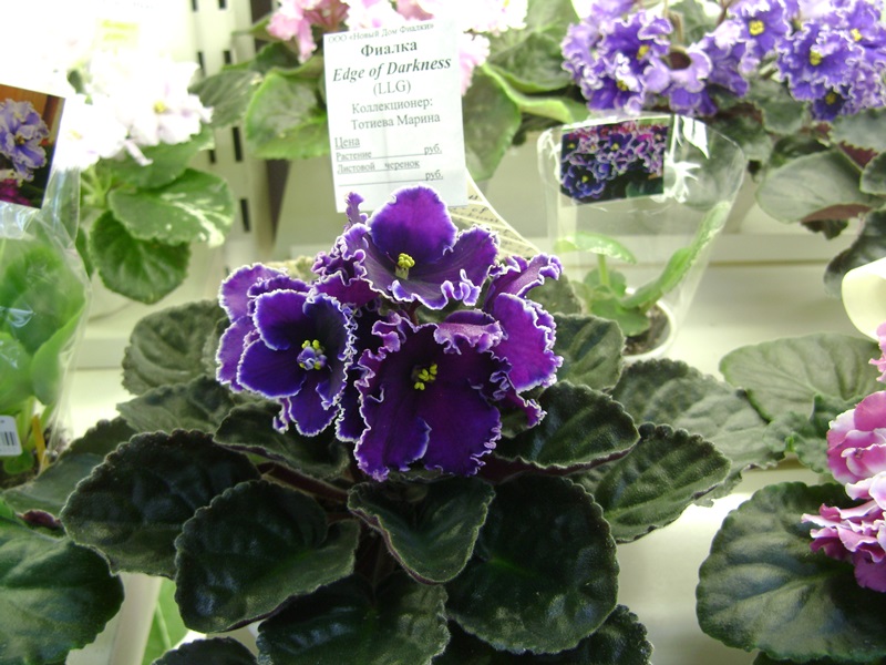 DSC07119ф.JPG