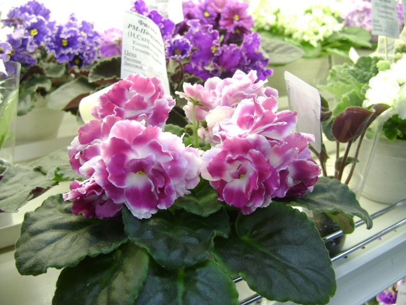 DSC07120ф.JPG