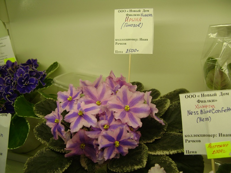 DSC07122ф.JPG