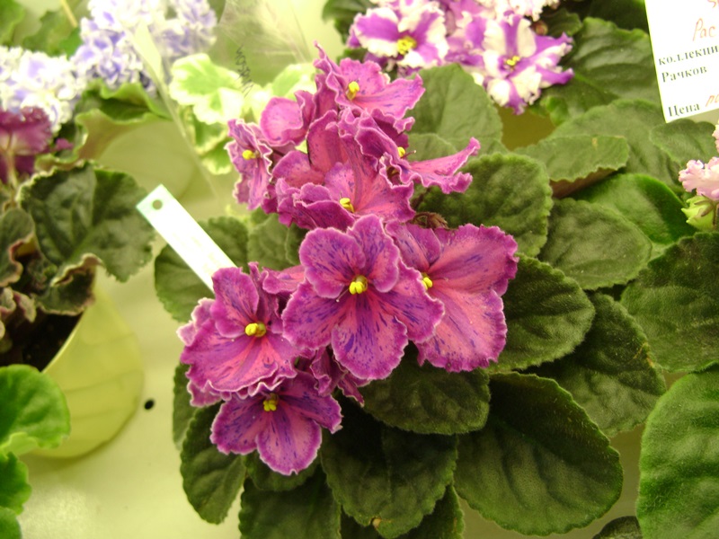 DSC07123ф.JPG