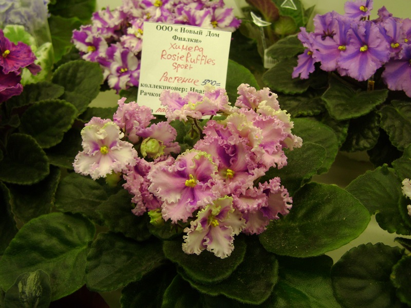 DSC07124ф.JPG