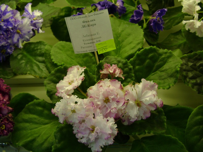DSC07126ф.JPG
