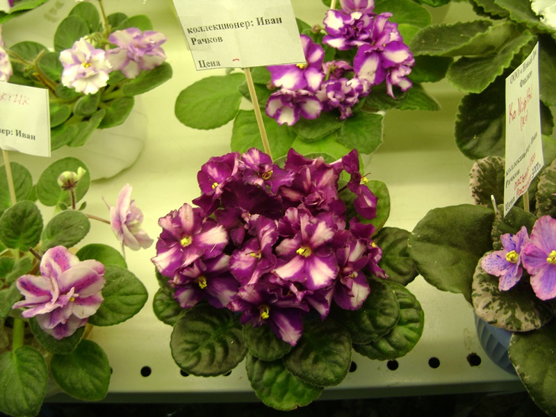 DSC07125ф.JPG