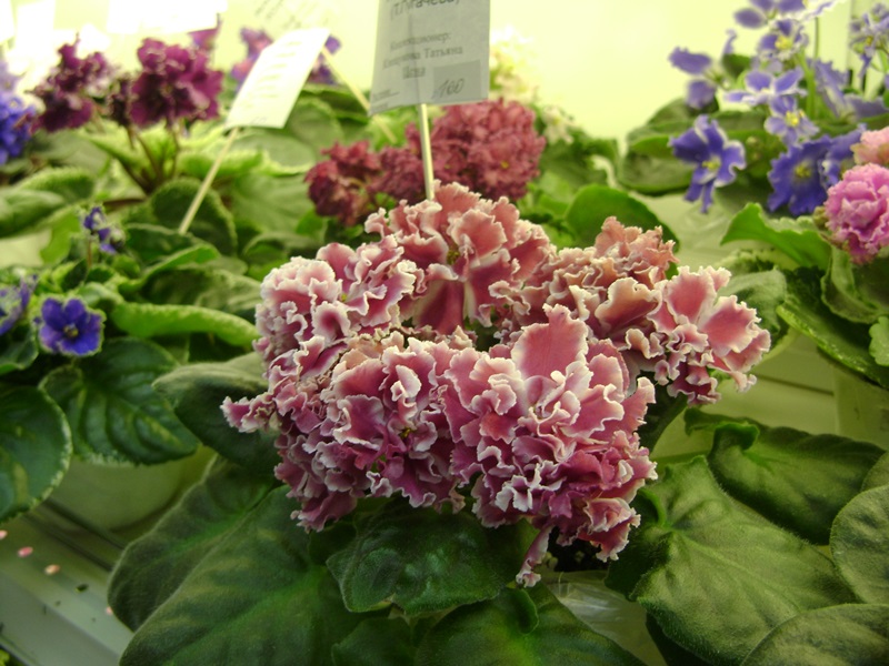DSC07130ф.JPG