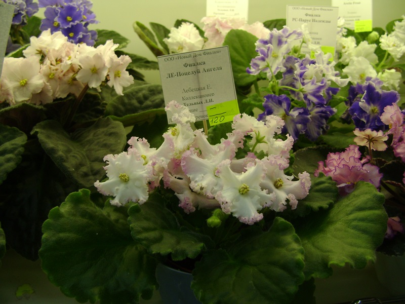 DSC07129ф.JPG