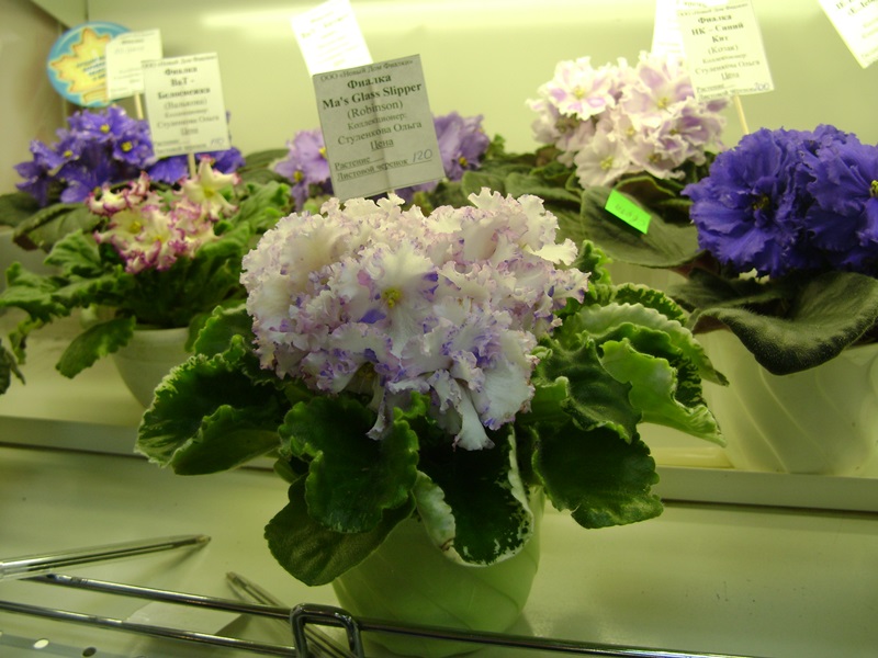 DSC07132ф.JPG