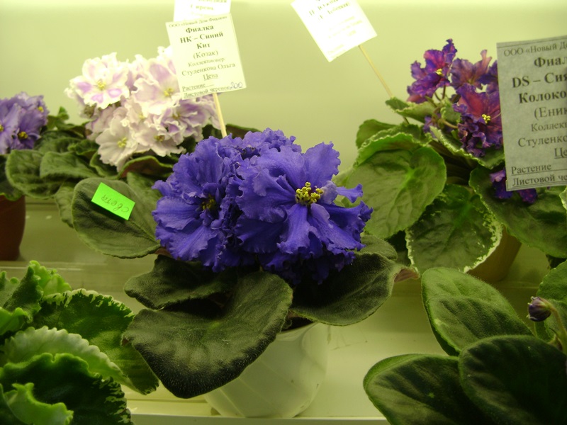 DSC07133ф.JPG