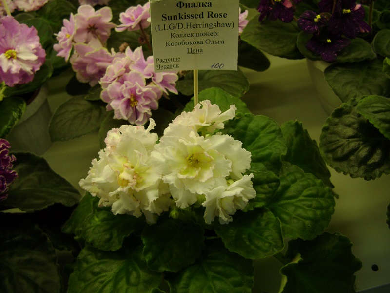 DSC07162ф.JPG