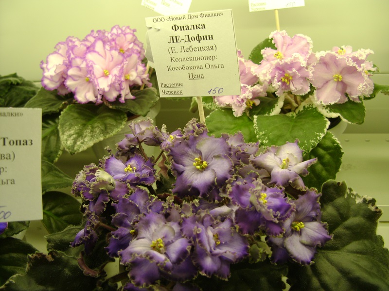 DSC07163ф.JPG