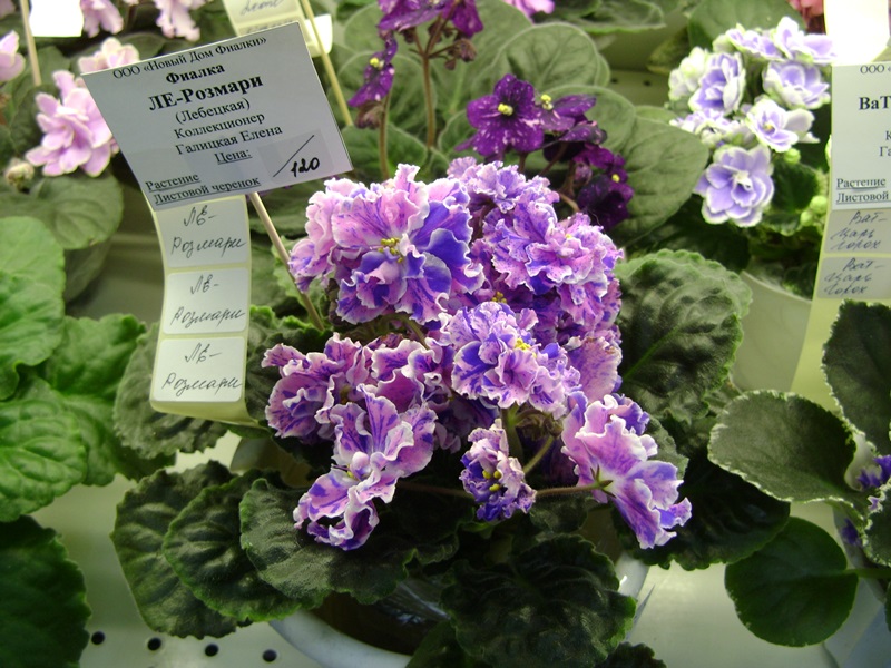 DSC07161ф.JPG