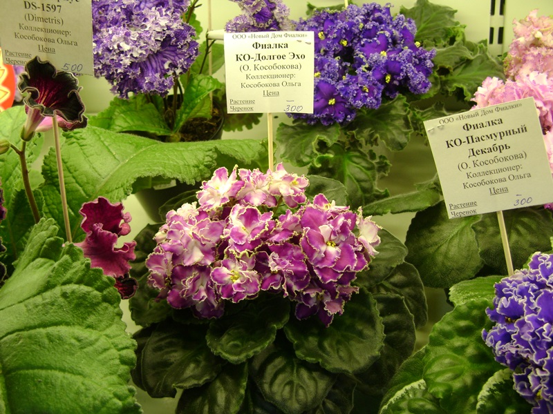 DSC07160ф.JPG