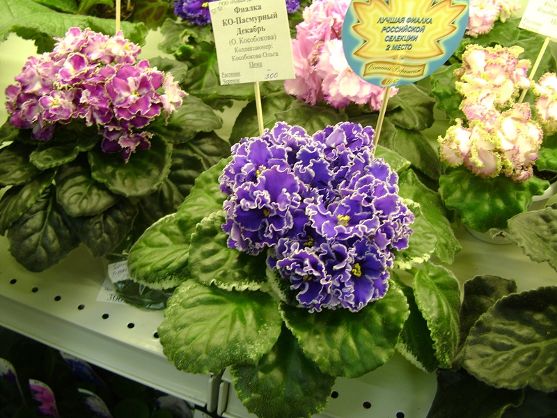 DSC07159ф.JPG
