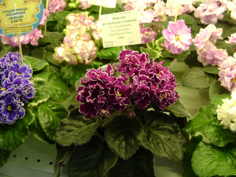 DSC07158ф.JPG