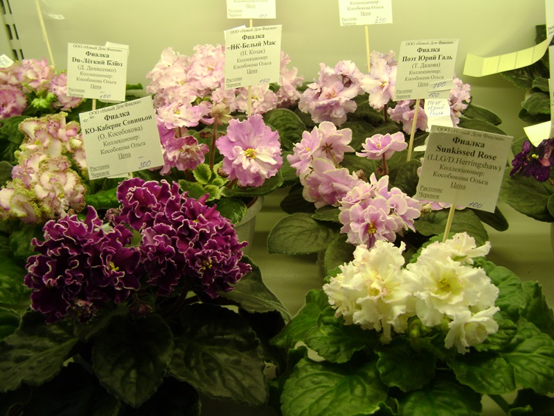 DSC07157ф.JPG