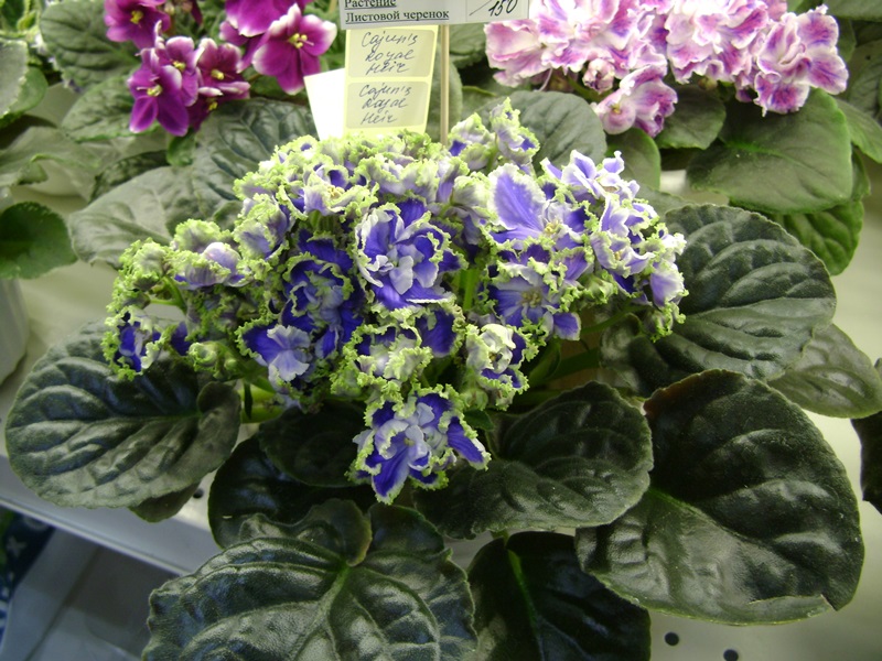 DSC07156ф.JPG