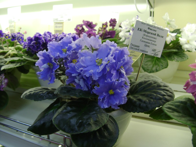 DSC07155ф.JPG
