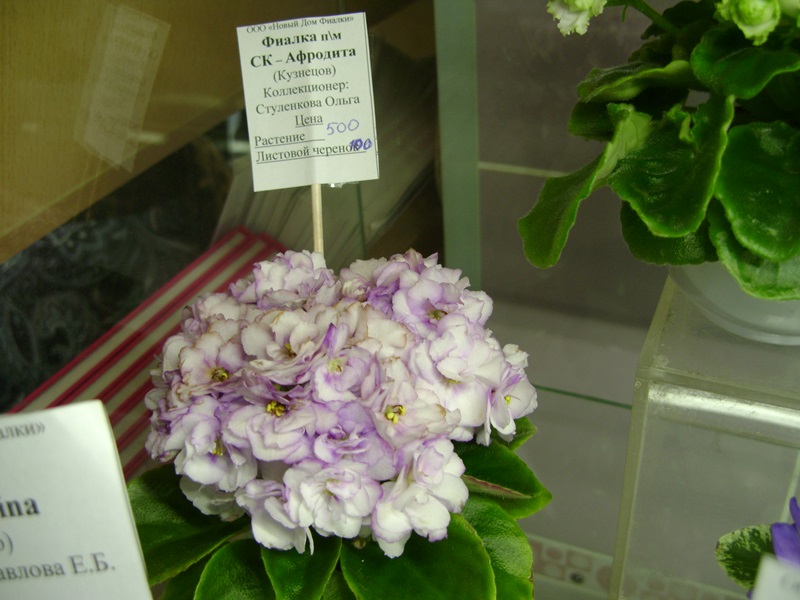 DSC07153ф.JPG