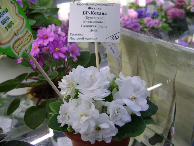 DSC07151ф.JPG