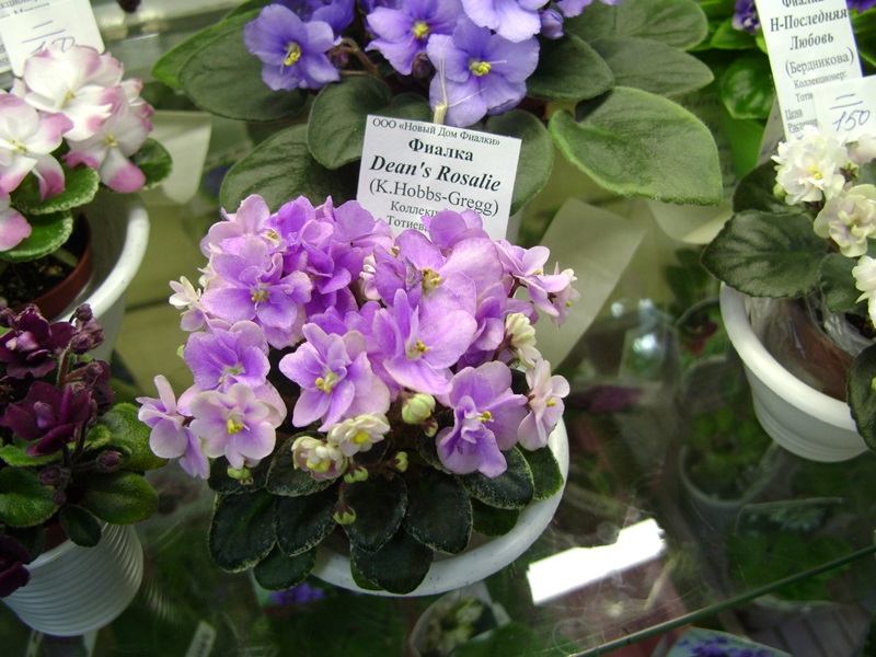 DSC07147ф.JPG