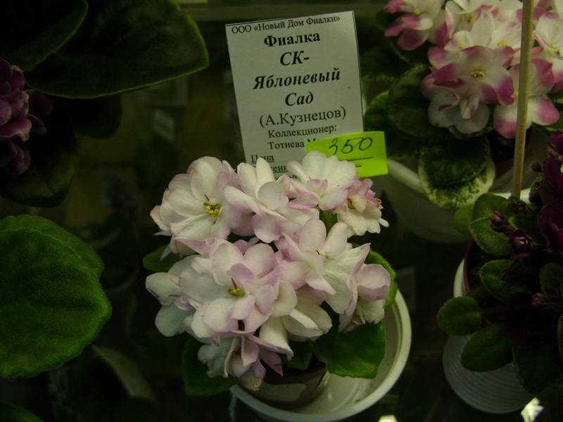 DSC07146ф.JPG