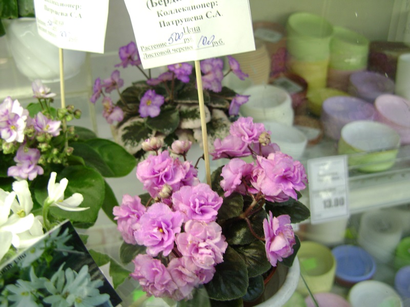 DSC07144ф.JPG