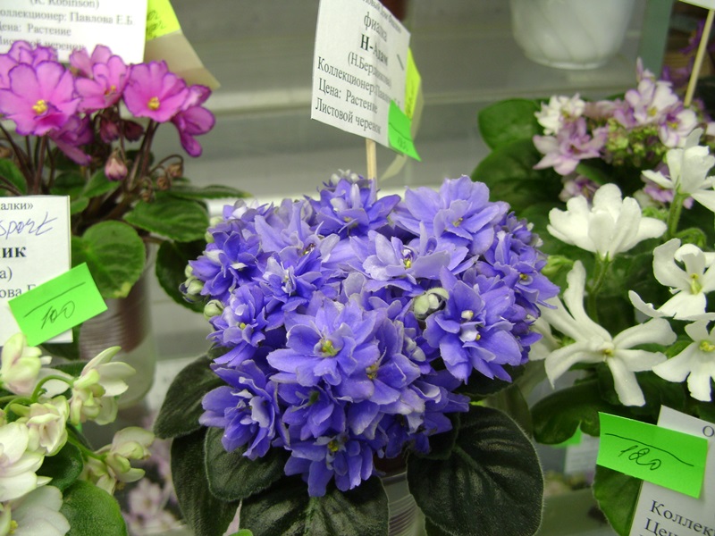 DSC07141ф.JPG