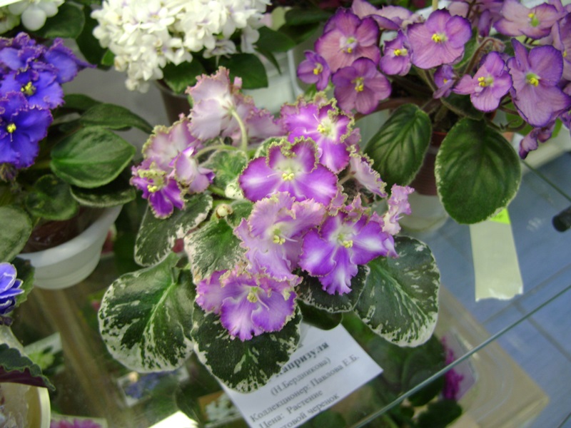 DSC07140ф.JPG