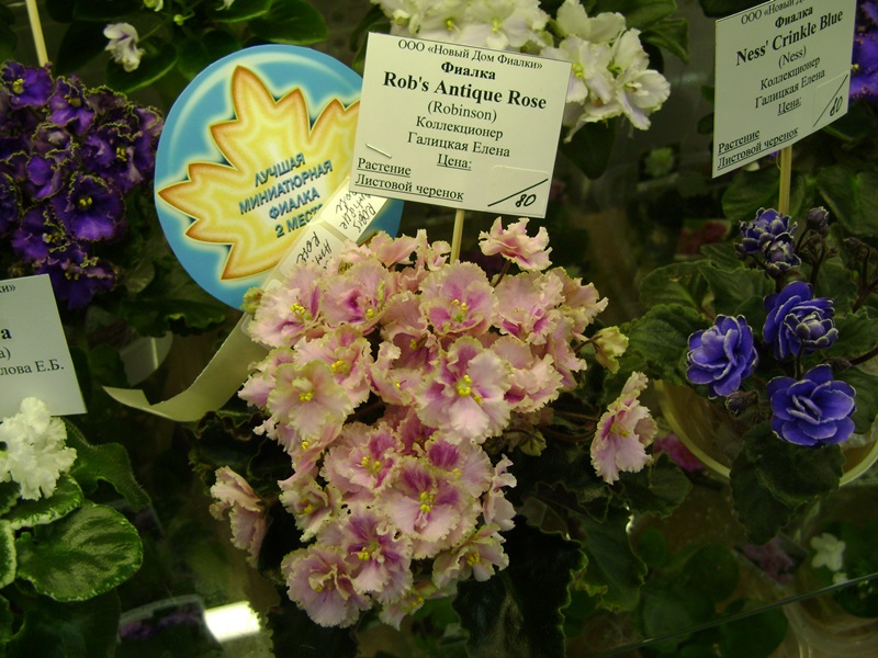 DSC07139ф.JPG