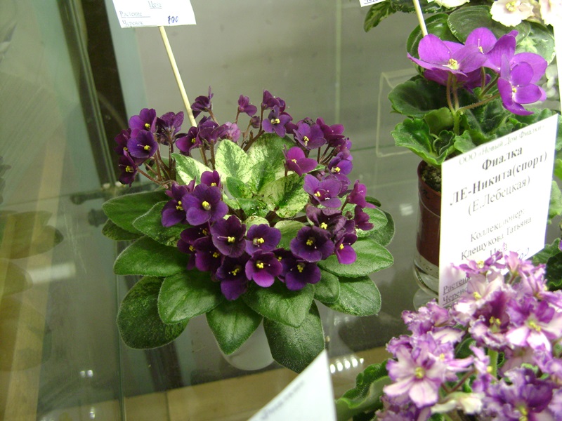 DSC07137ф.JPG