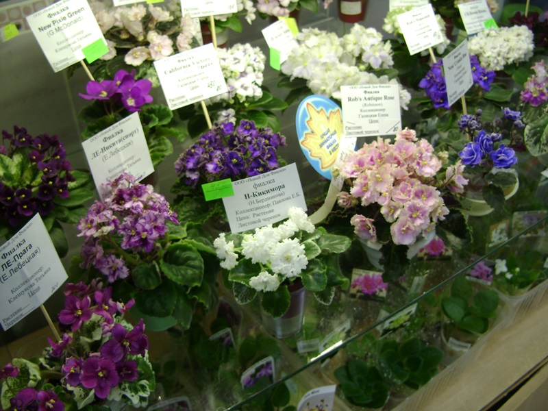 DSC07136ф.JPG