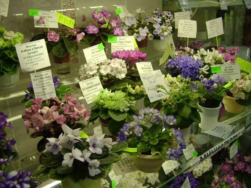 DSC07135ф.JPG