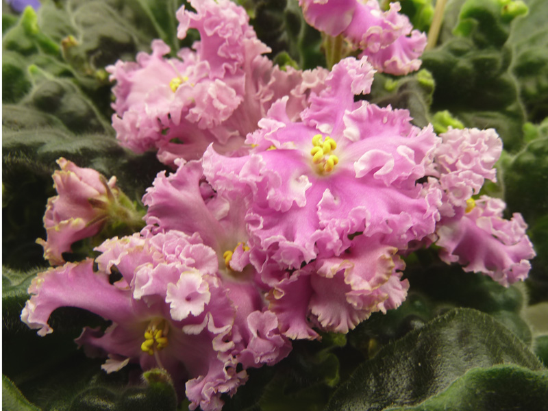 Клещукова СМ-Бумбараш.JPG