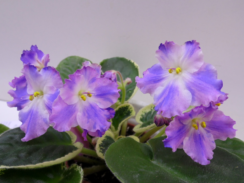 K's Lilac Infusion (K. Hajner) - Калгины.jpg