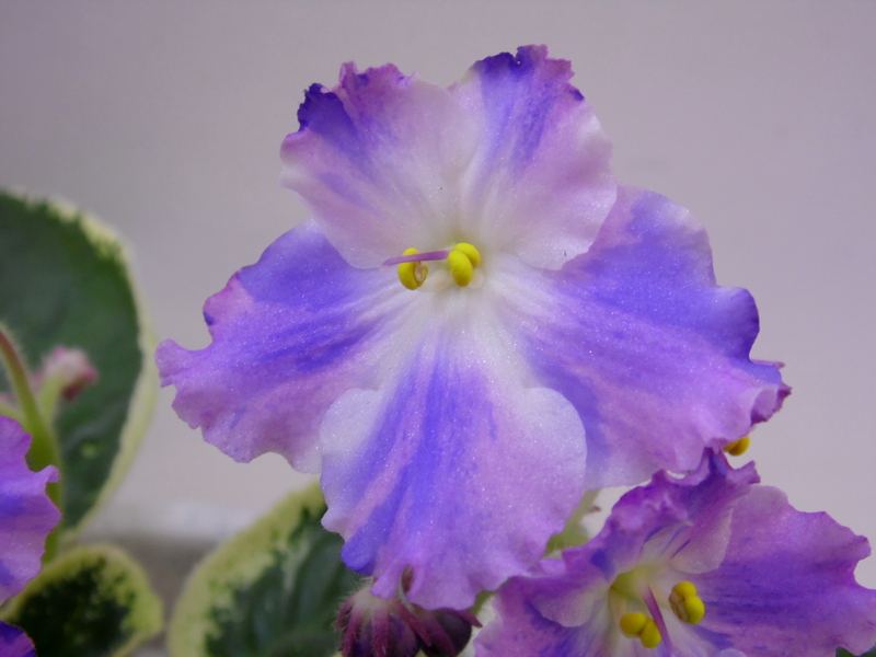 K's Lilac Infusion (K. Hajner) .jpg
