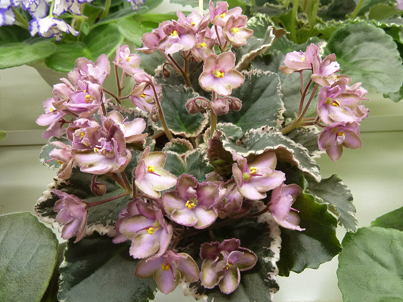 Дорофеев Wild Irish Rose.jpg