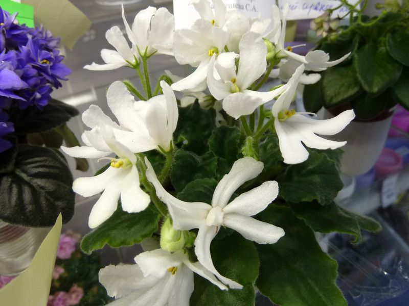 Патрушева Lunar Lily White.jpg