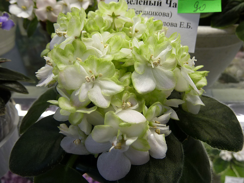 Павлова Н -Зелёный Чай.jpg