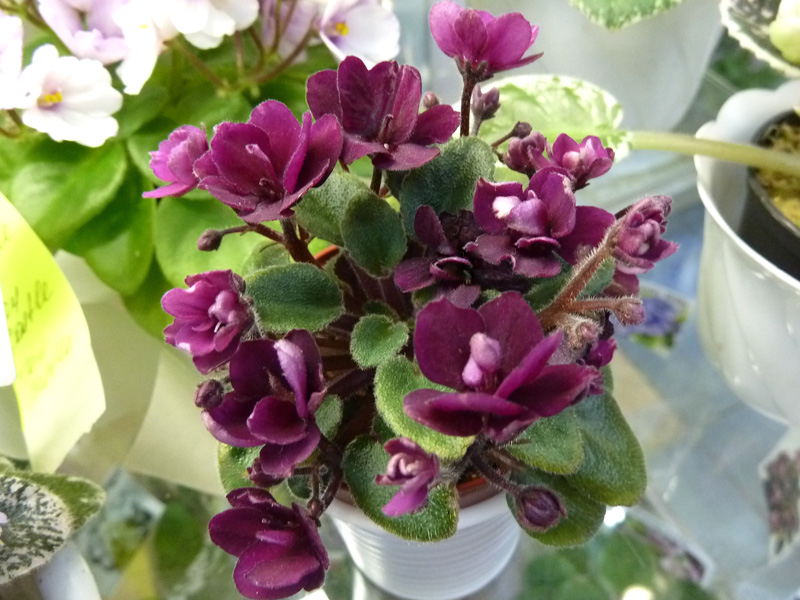 Стуленкова Precious Red.jpg