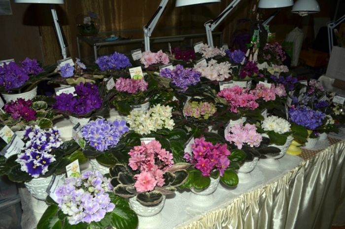 DSC_8512.JPG