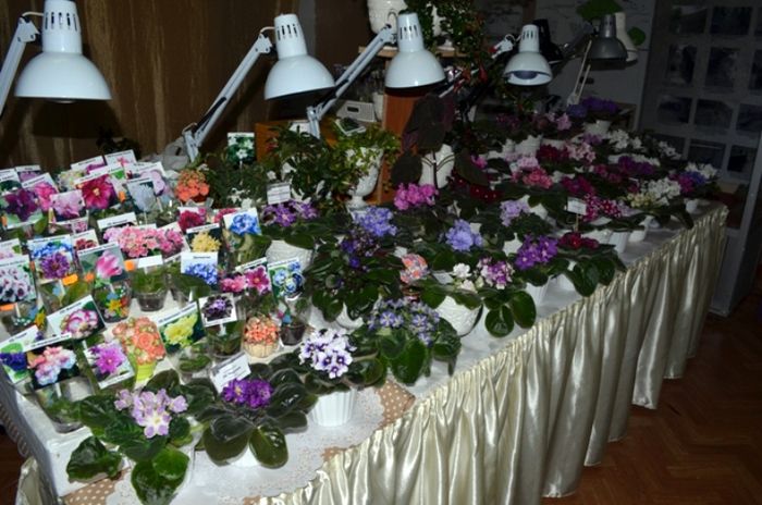 DSC_8513.JPG